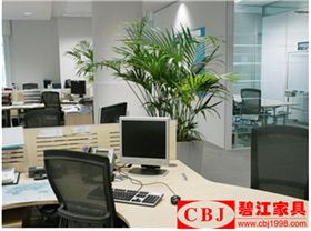 辦公植物擺放 辦公植物擺放